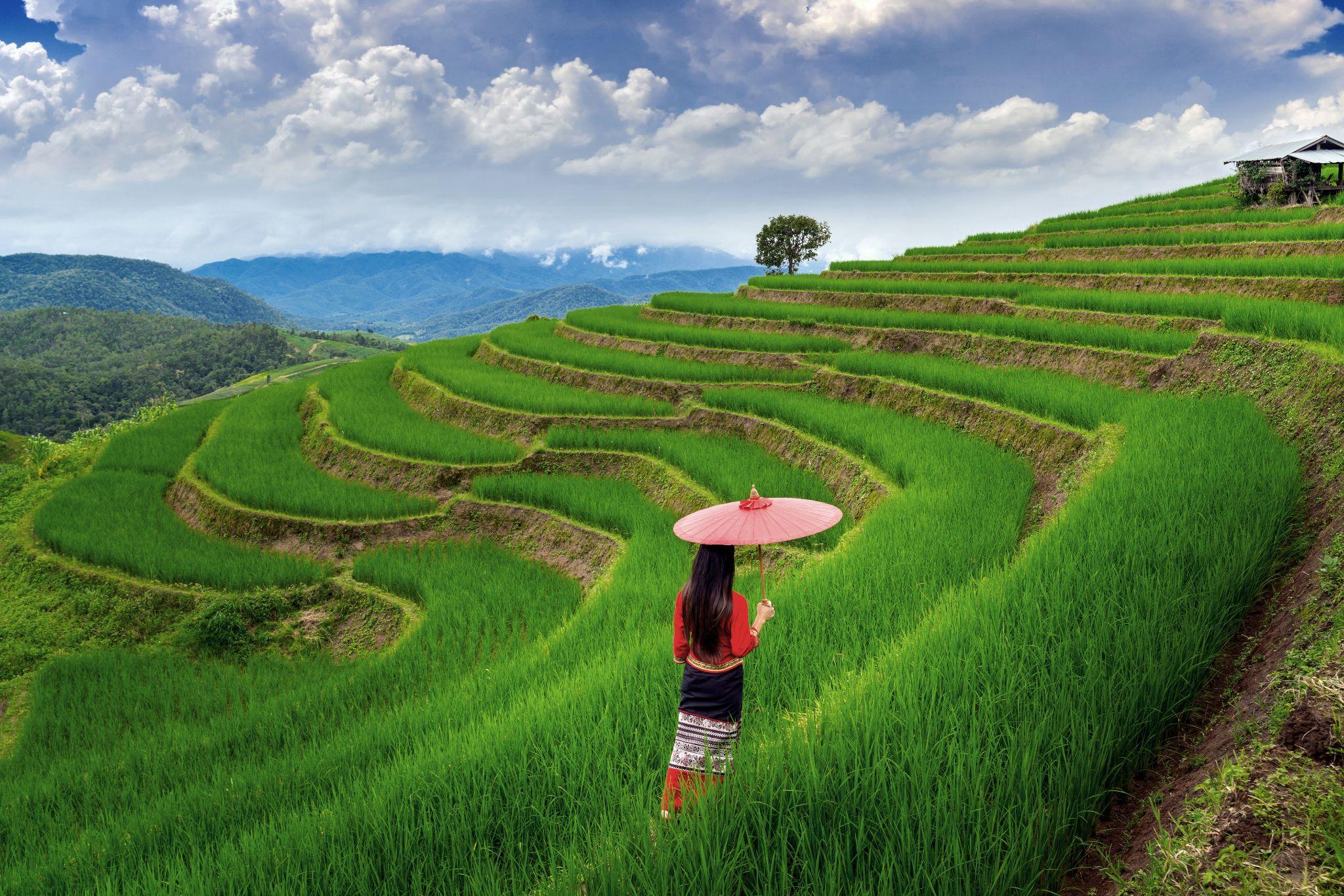 Ubud Bali Tegalalang rice terrace nature